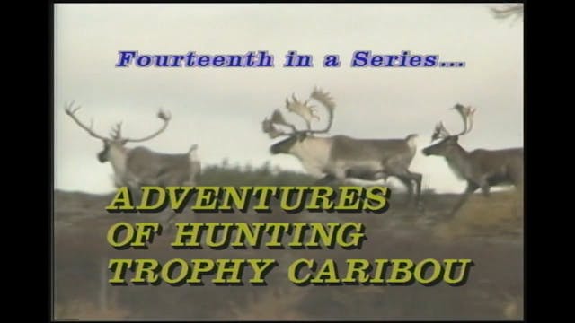 Hunting Trophy Caribou