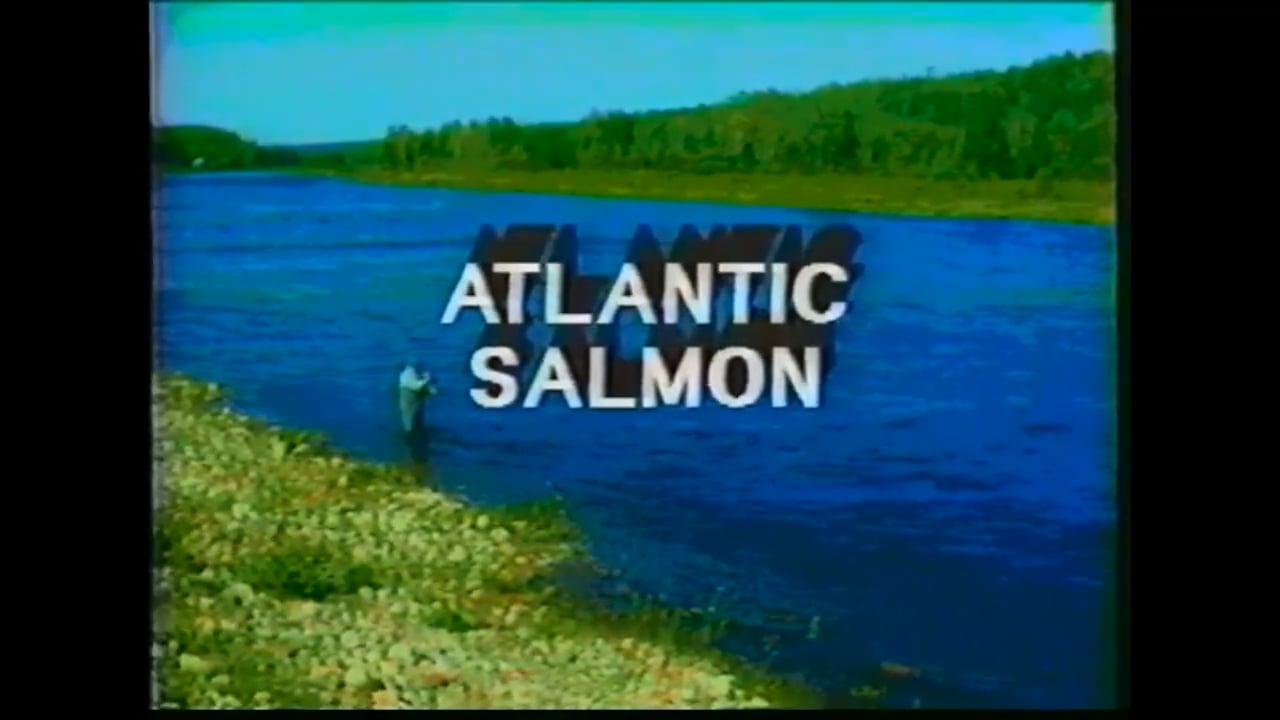 Facts of Fishing: Atlantic Salmon