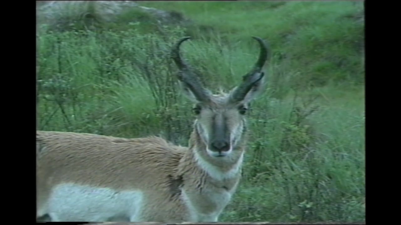 More Animal Bloopers