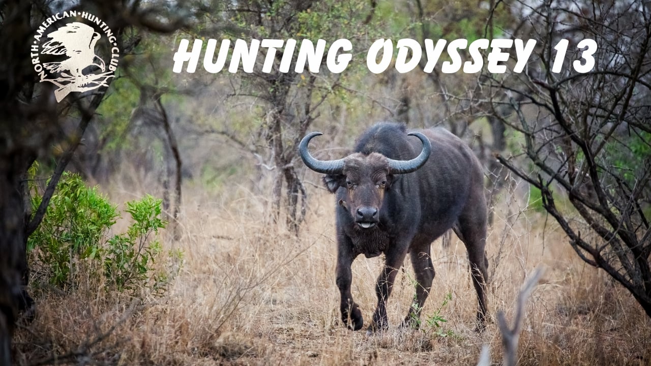 Hunting Odyssey 13