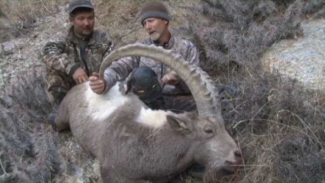 Rocky Mountain Goats