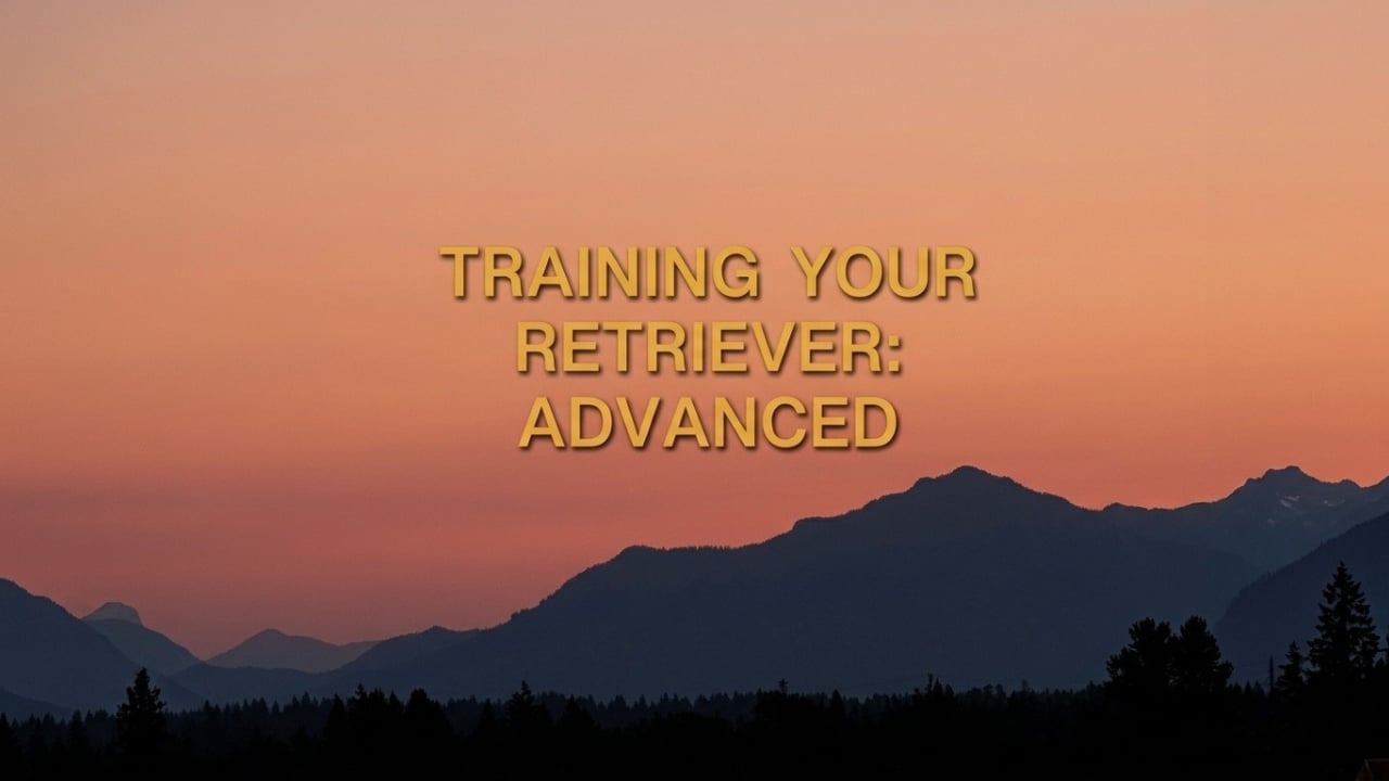 Training Your Retriever: Advanced