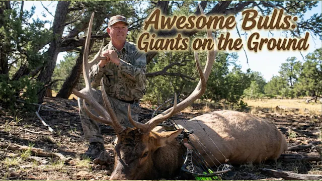 Awesome Bulls: Giants on the Ground