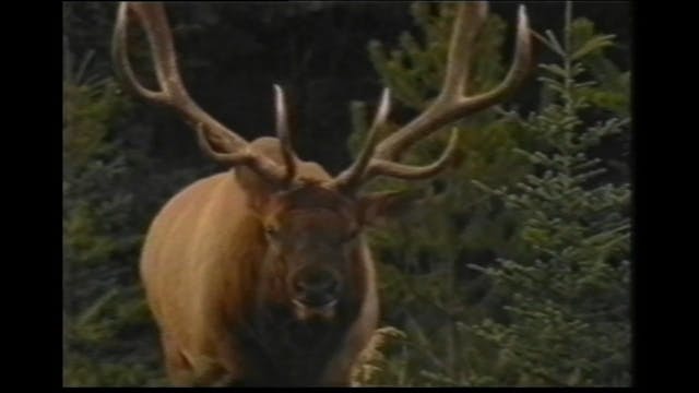 World Record Elk