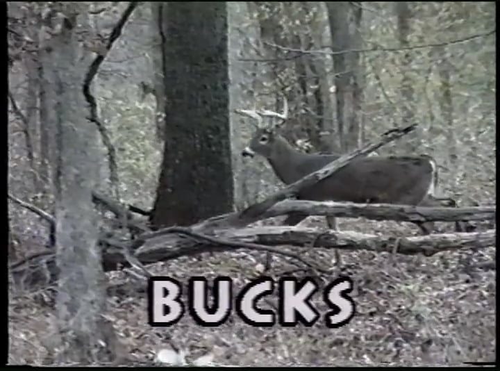 Bucks Bows and Broadheads