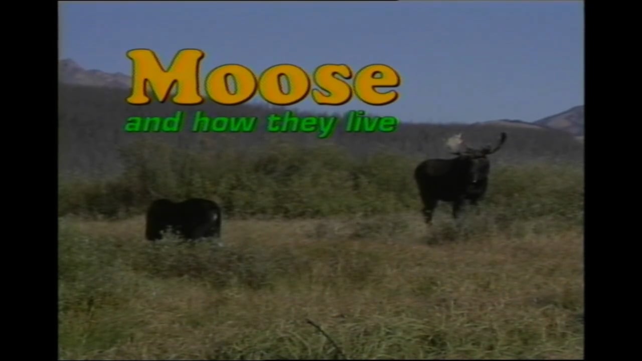 Moose And How They Live