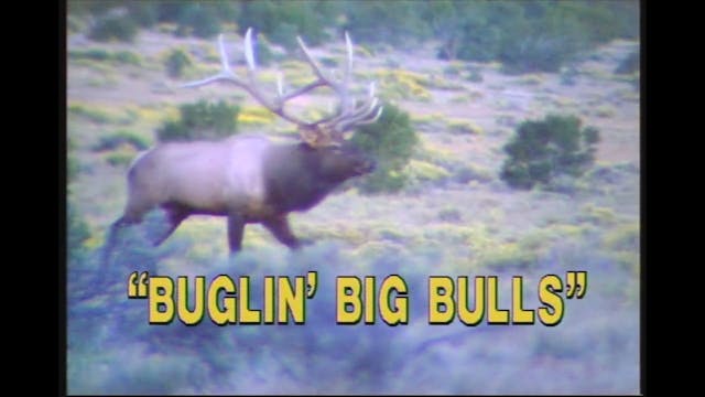 Buglin Big Bulls