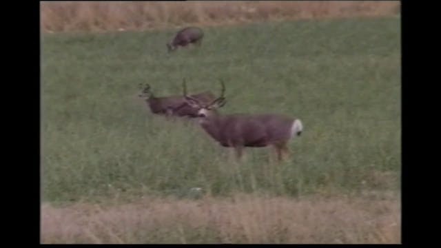 Secrets to Success - Mule Deer