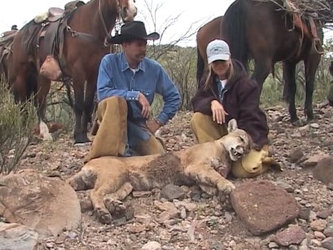 Big Cats