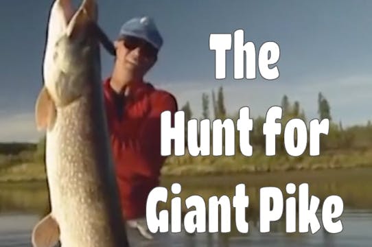 The Hunt for Giant Pike