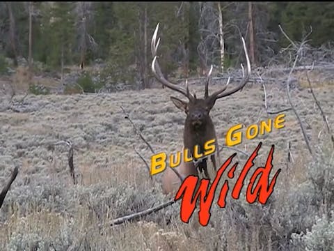 Bulls Gone Wild 1