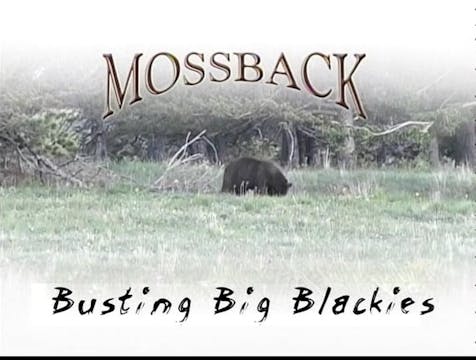 Bustin Big Blackies Vol.1