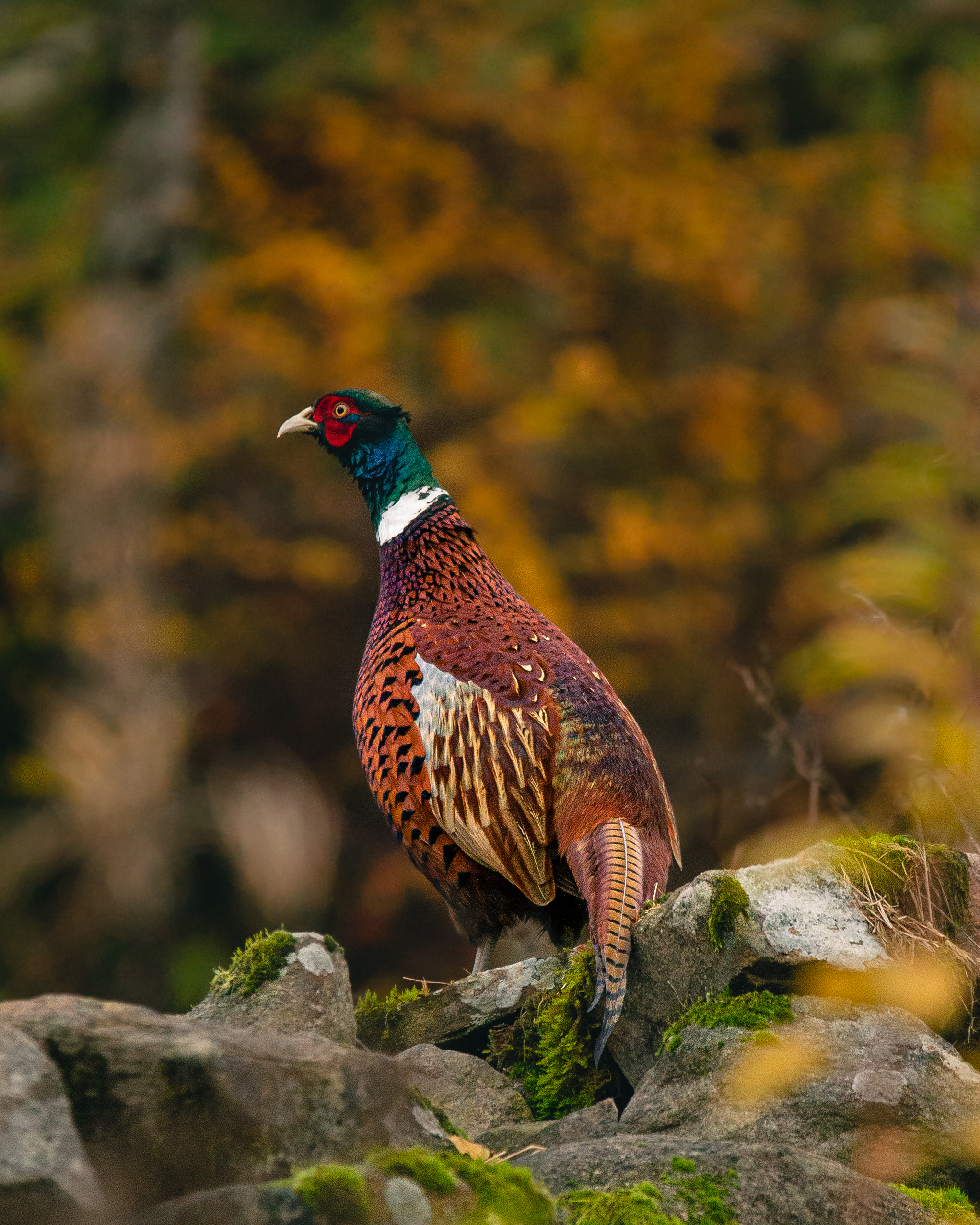 Pheasant/Quail