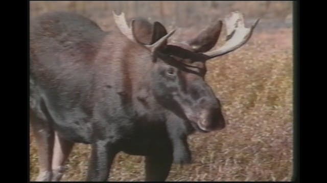 How to Hunt Trophy Moose