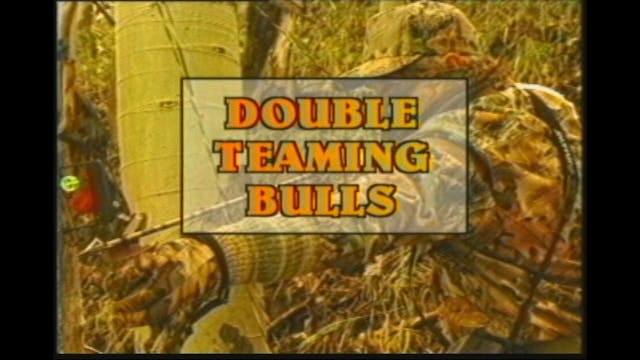 Double Teaming Bulls