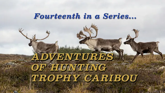 Adventures of Hunting Trophy Caribou