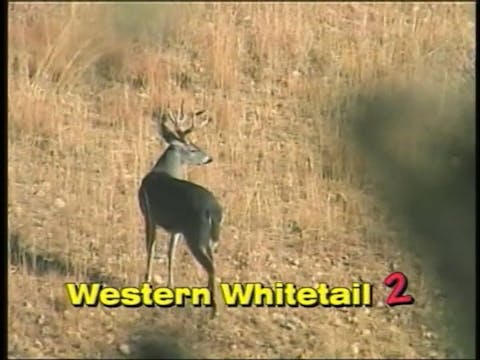 Western Whitetail 2