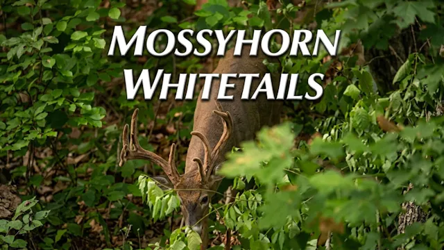 Mossyhorn Whitetails