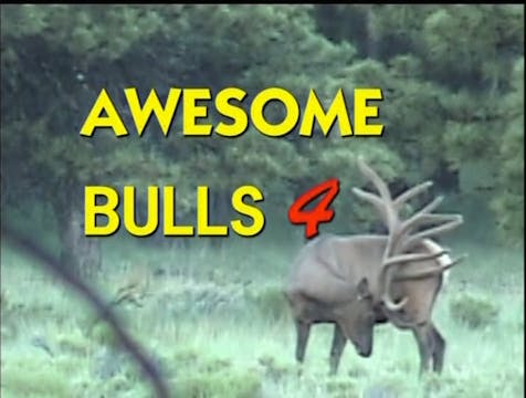 Awesome Bulls 4