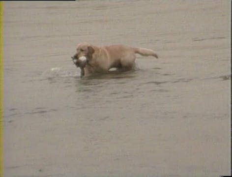 Training Your Retriever: Advanced