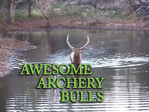 Awesome Archery Bulls