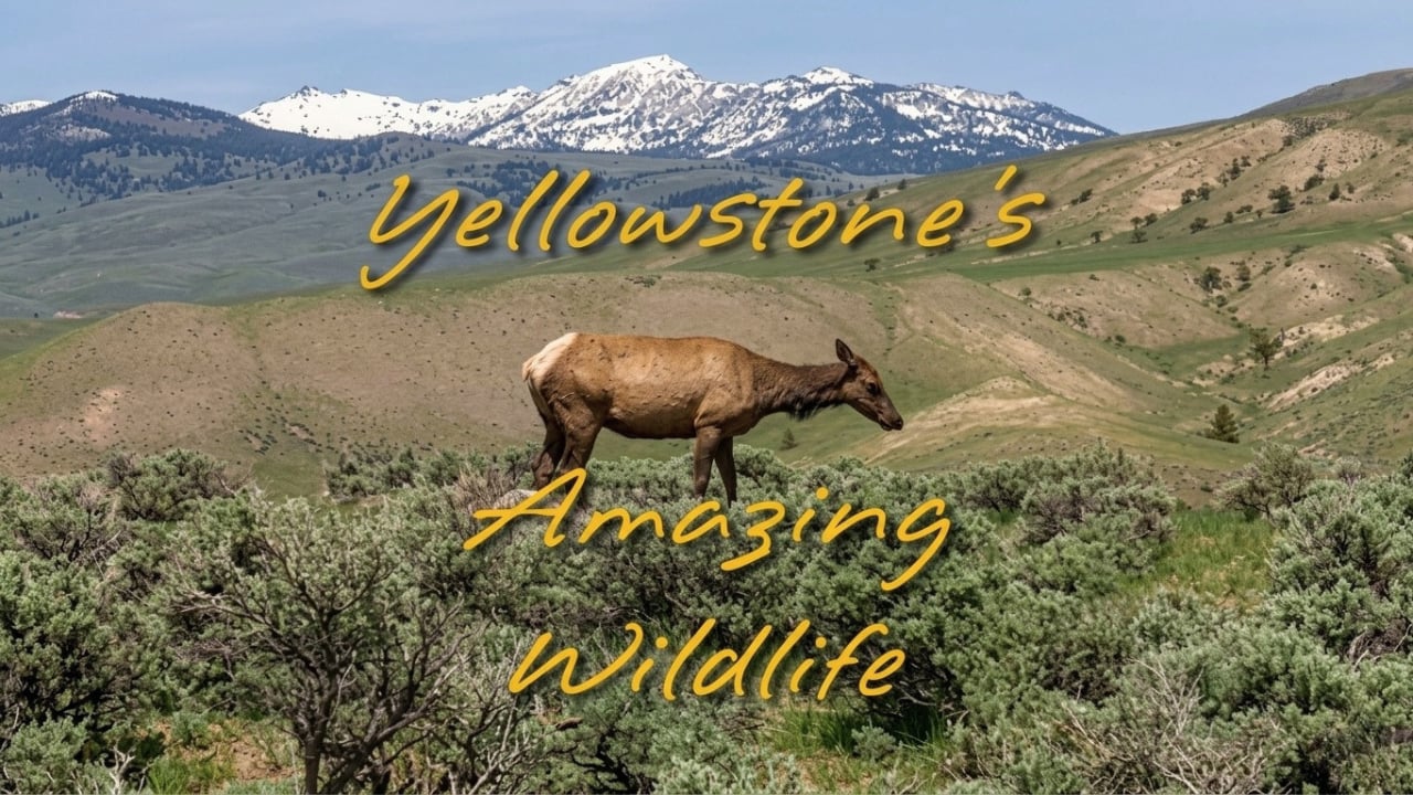 Yellowstones Amazing Wildlife