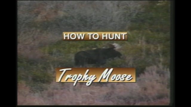 How to Hunt Trophy Moose