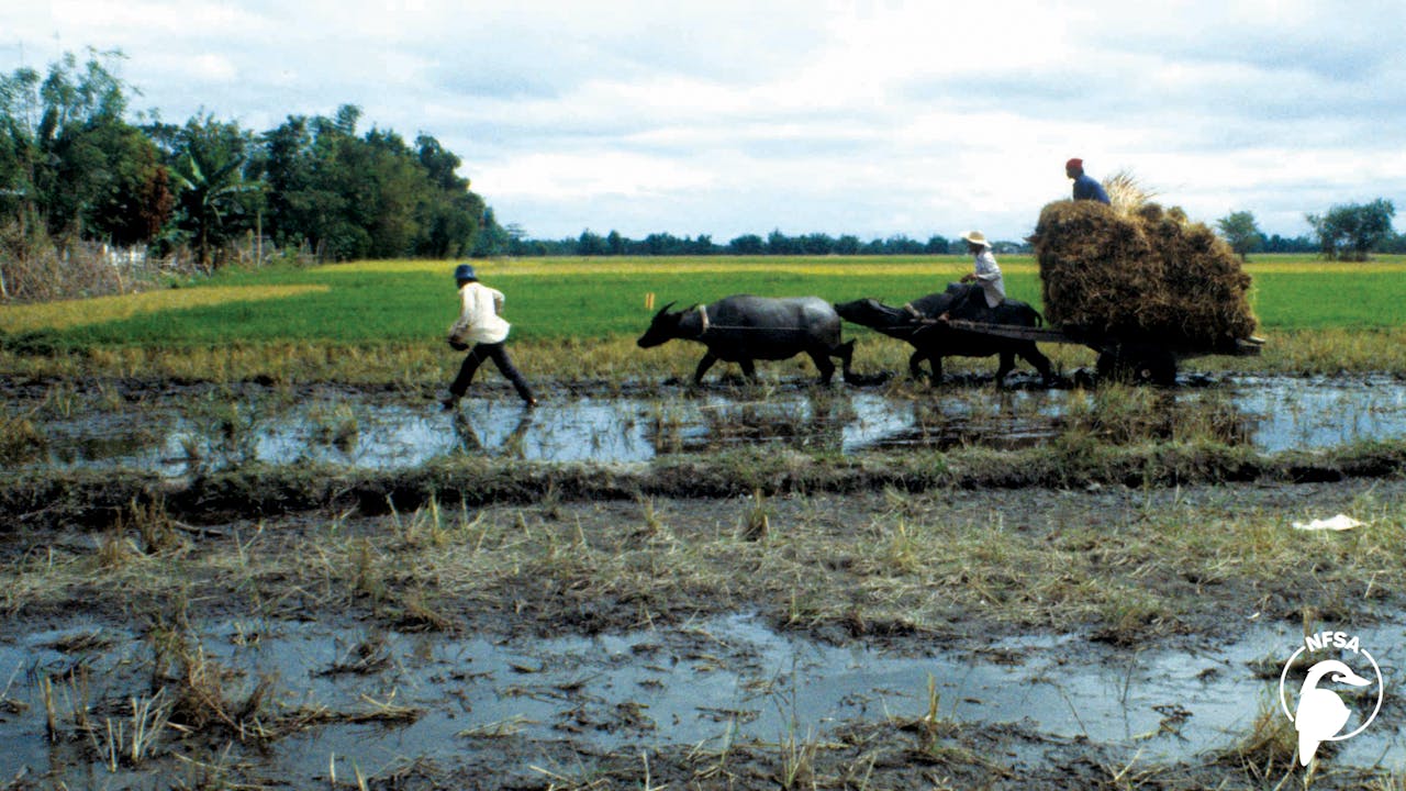 Bitter Rice (3-Day Rental)