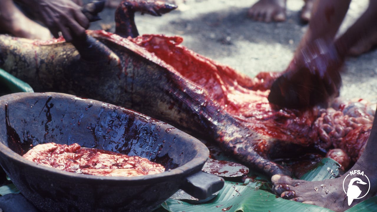 Solomon Islands: Moro - Melanesian Bigman (1-Year Access)