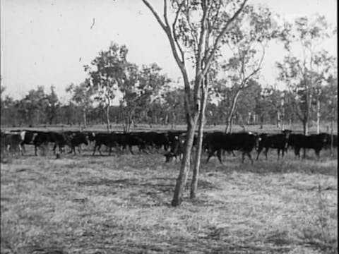 Australian Biography Series - Bill Harney