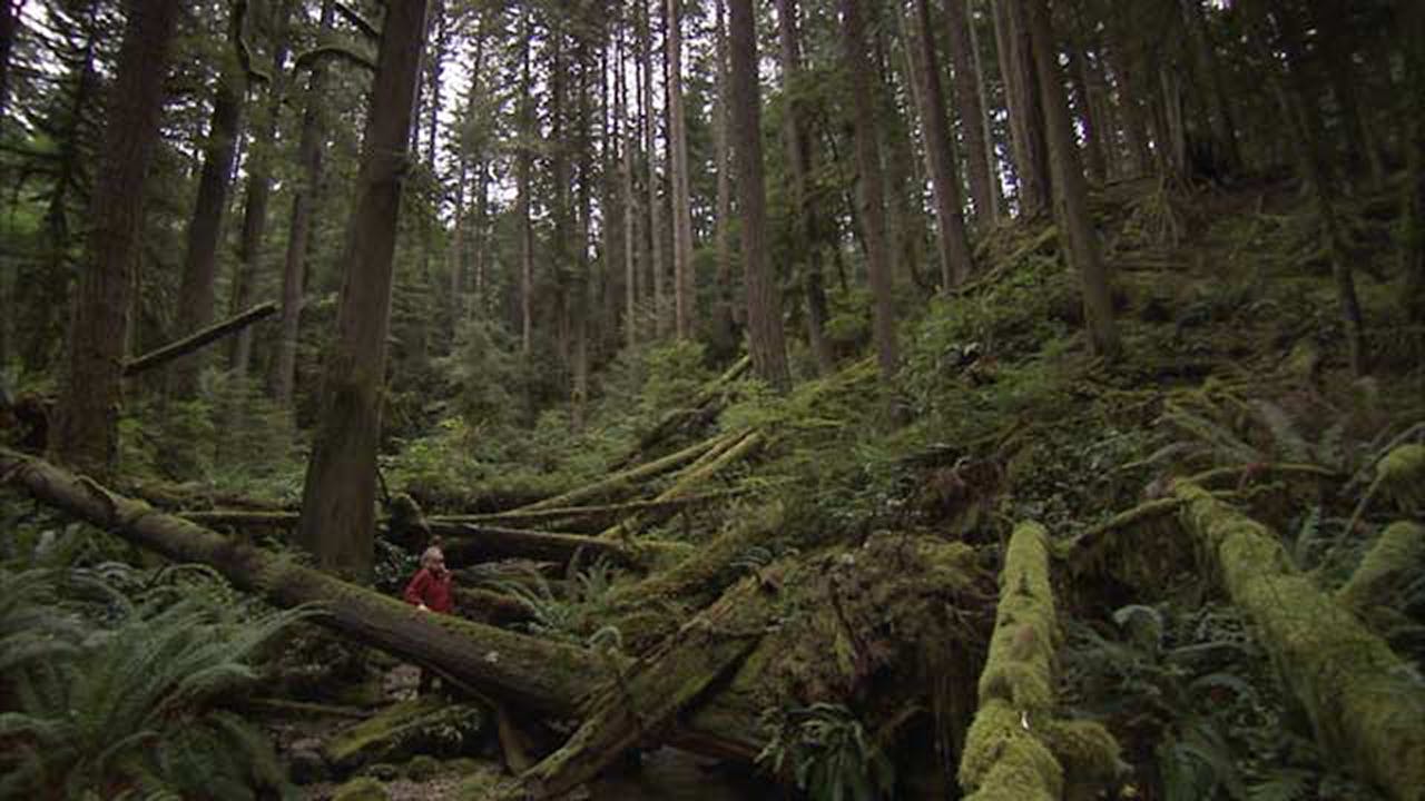 Smarty Plants (3-Day Rental)