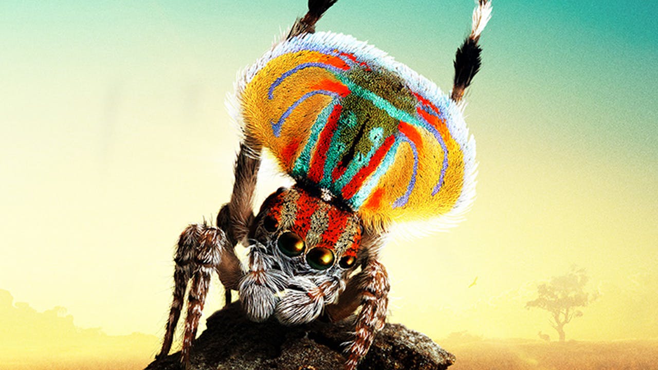 Magical Land of Oz (Lifetime Access)