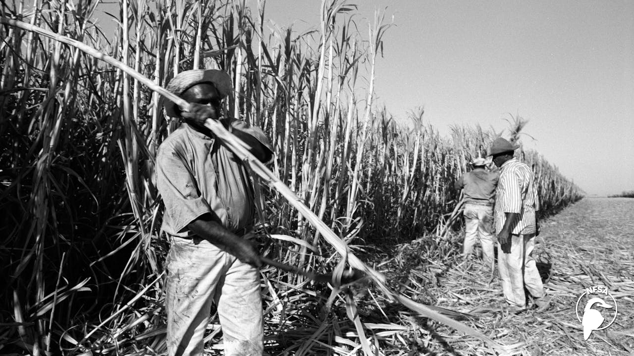 Sugar Slaves (3-Day Rental)