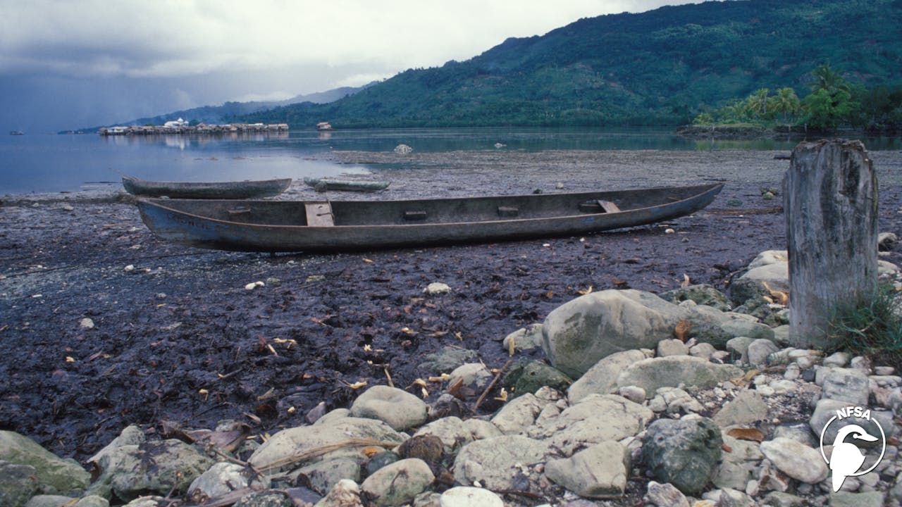 Solomon Islands: Bifo Kam (1-Year Access)