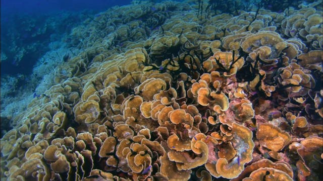 Can We Save the Reef?