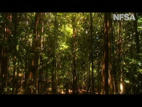 Big Brother of Christmas Island (NFSA)