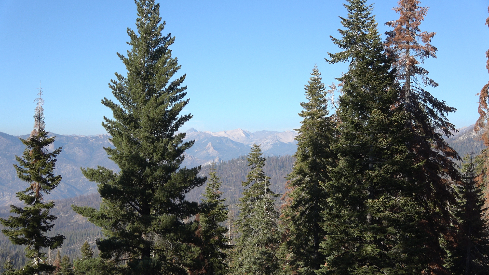 Sequoia National Park & Catskill Mountain State Forest