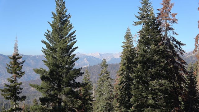 Sequoia National Park & Catskill Moun...
