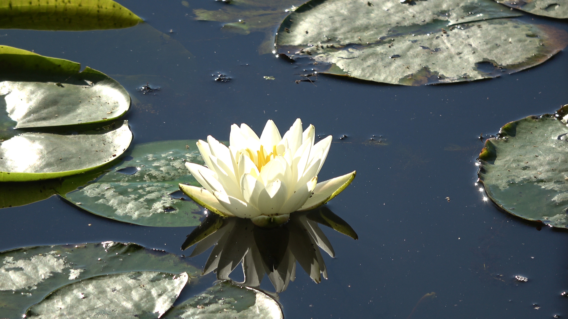 Massachusetts Shore: Beaches and Bays