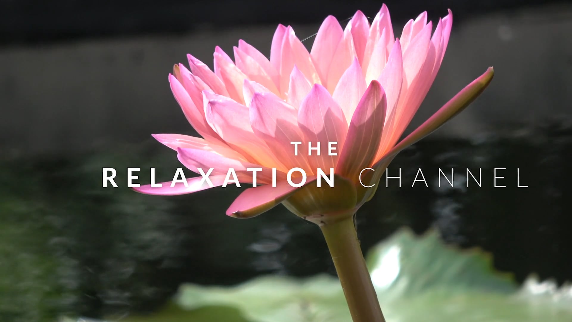 Relax Me in St. Louis 