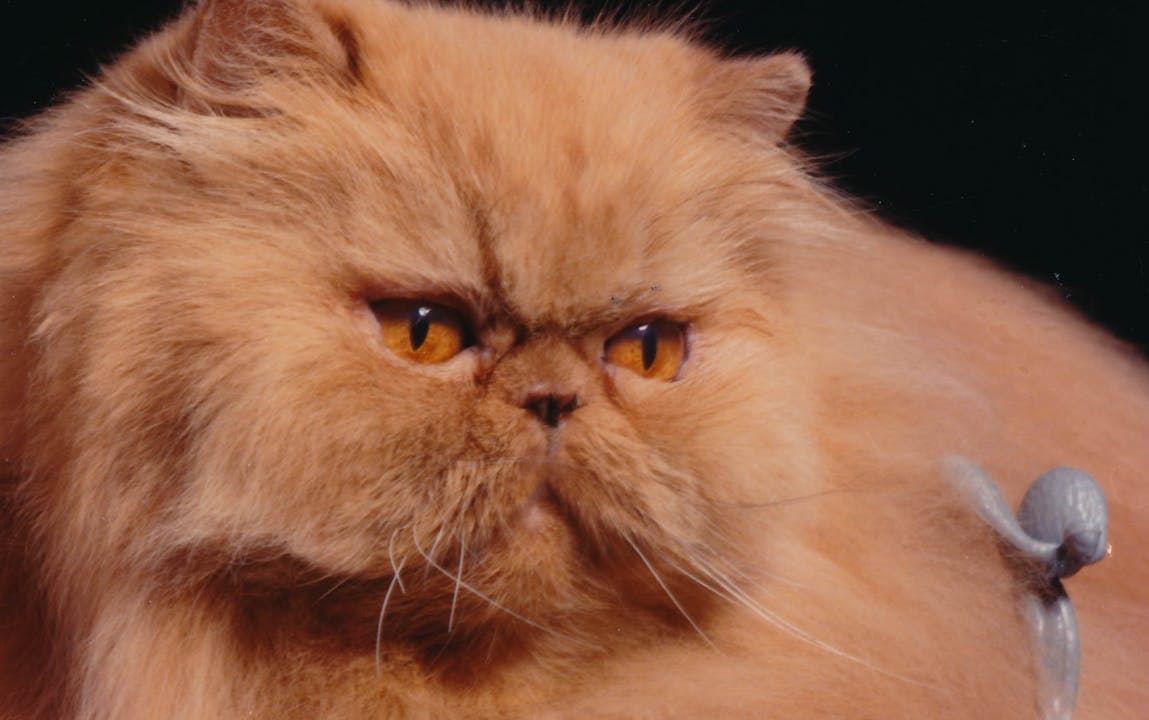 Cherry Pop: The Story of the World's Fanciest Cat