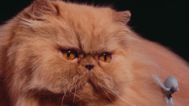 Cherry Pop: The Story of the World's Fanciest Cat