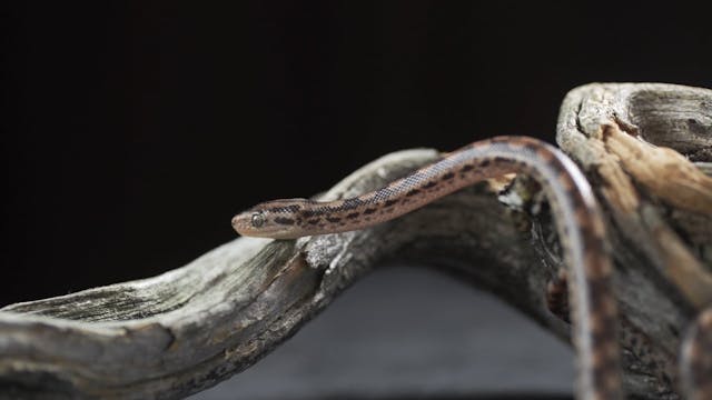 S3 - Noah Finds Favor (Serpent Crusher)