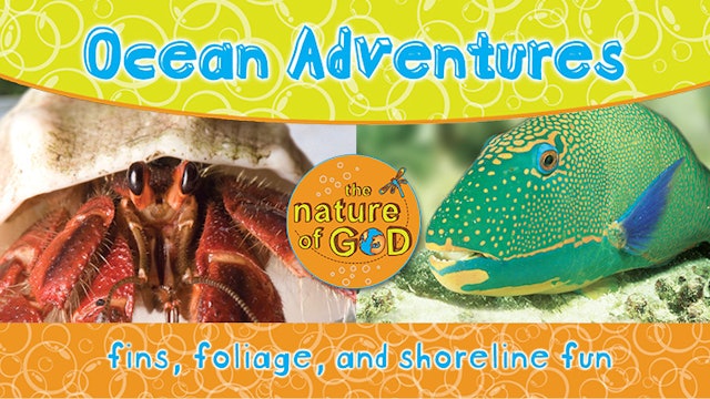 The Nature of God: Ocean Adventures, Vol. 2 - Fins, Foliage, and Shoreline Fun
