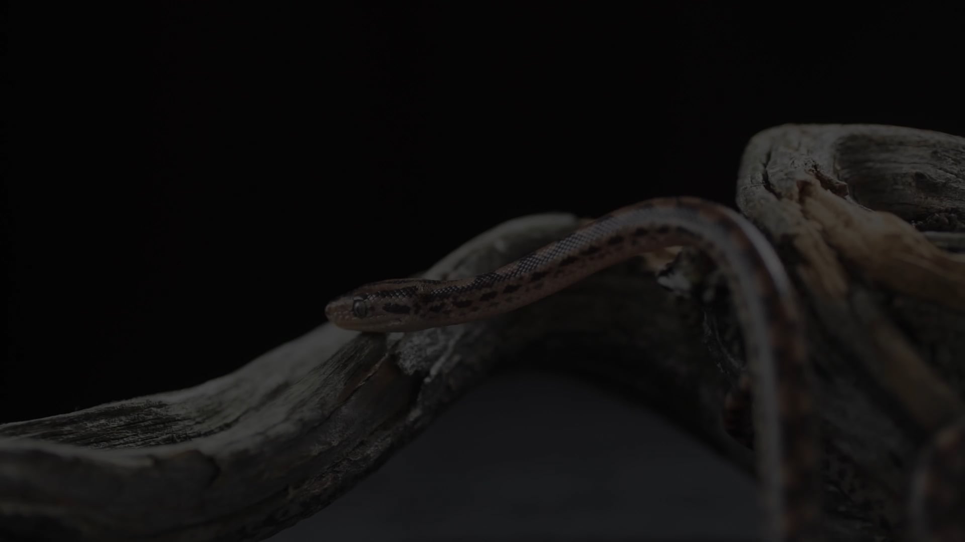 S2 - Family Assault (Serpent Crusher)