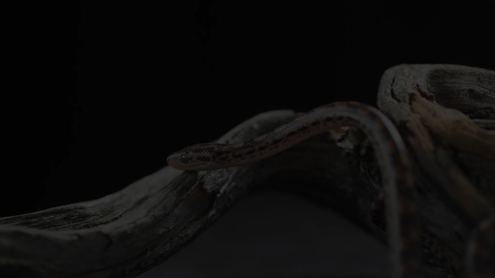 S1 - The Protoevangelium (Serpent Crusher)