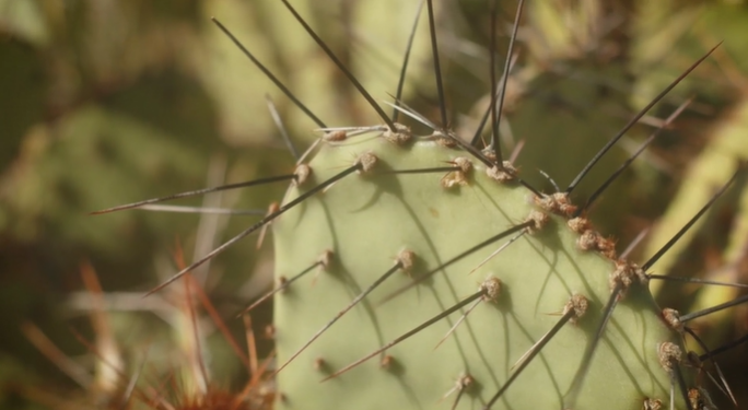 S5: Focus and Unity (Rest & War)