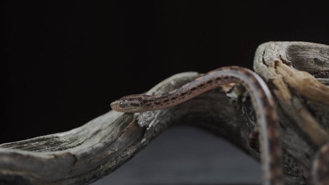 S6 - It Is Finished (Serpent Crusher)