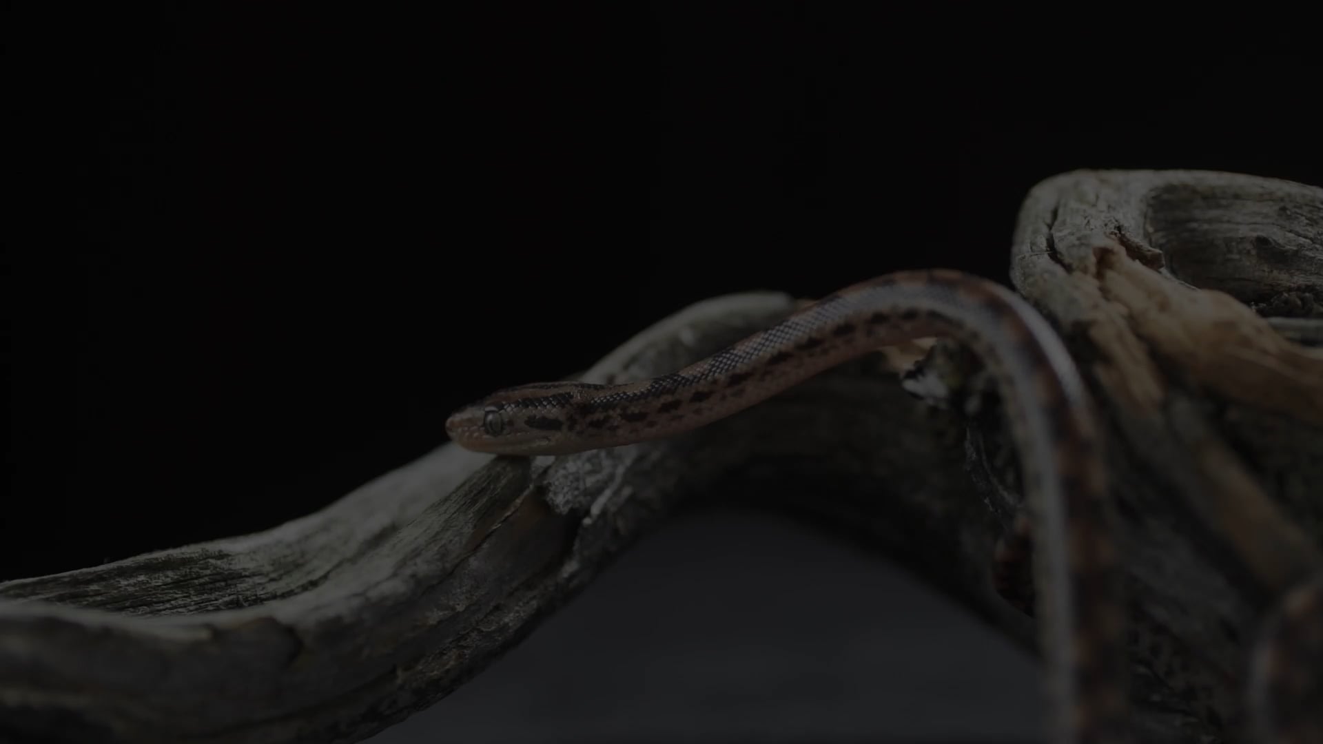 S4 - Head Crushing History (Serpent Crusher)