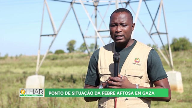 Ponto de situação da febre aftosa em ...